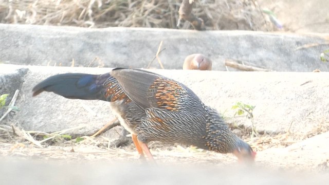 Gray Junglefowl - ML613594927