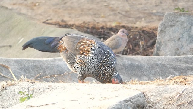 Gray Junglefowl - ML613594928