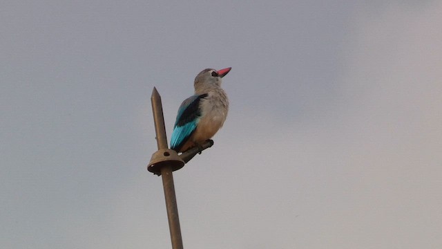 Martin-chasseur du Sénégal - ML613594930