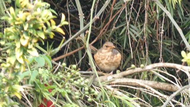 African Thrush - ML613594935