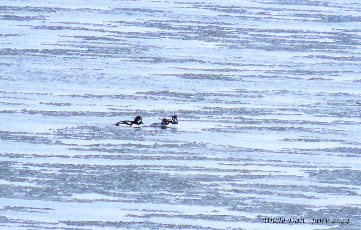 Barrow's Goldeneye - ML613594947