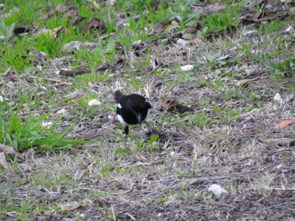 Eurasian Magpie - ML613594960