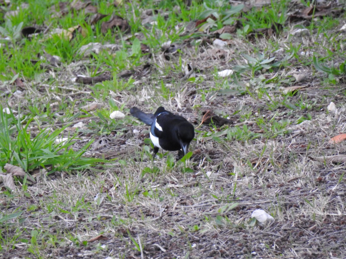 Eurasian Magpie - ML613594964