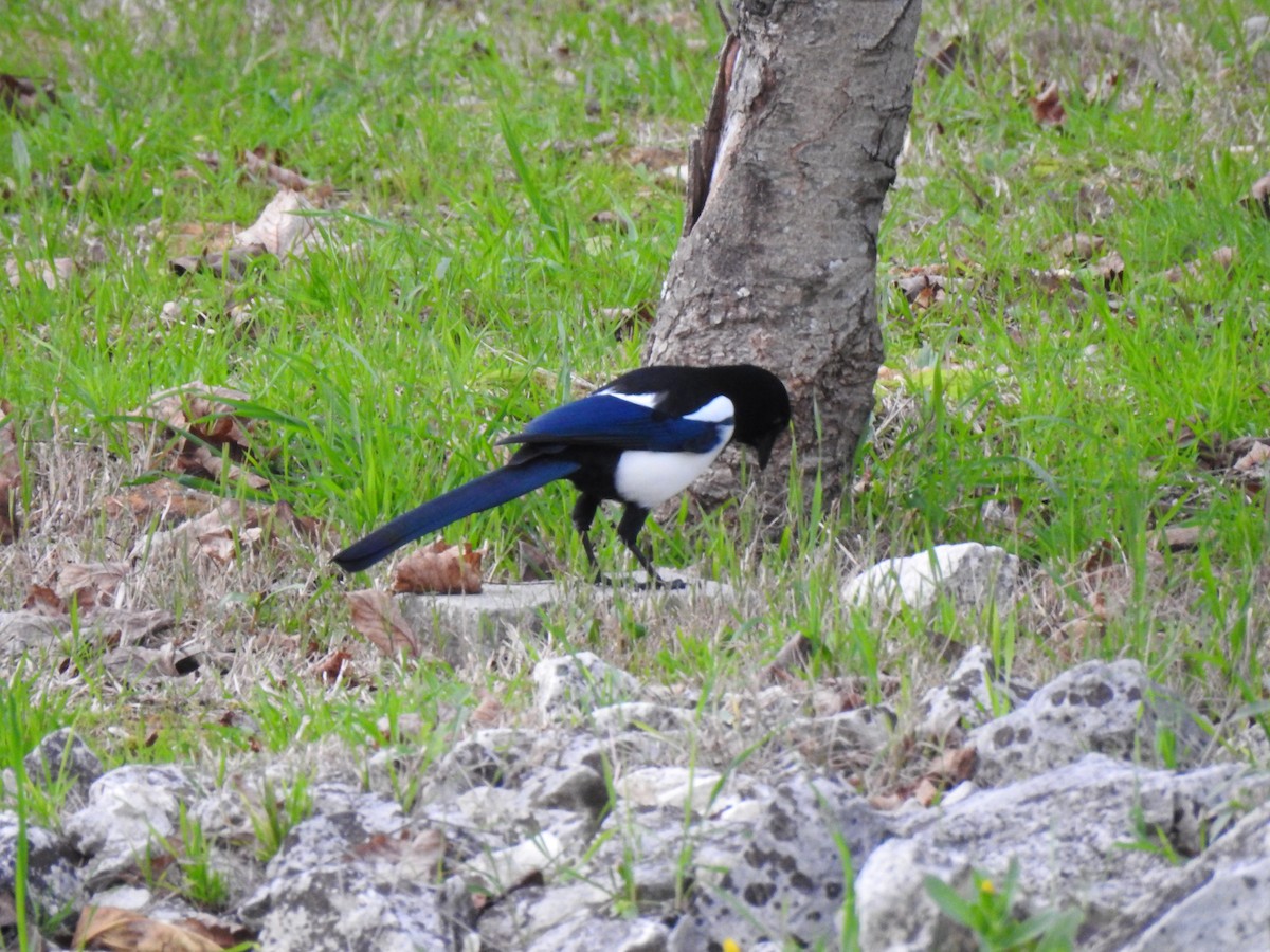 Eurasian Magpie - ML613594968