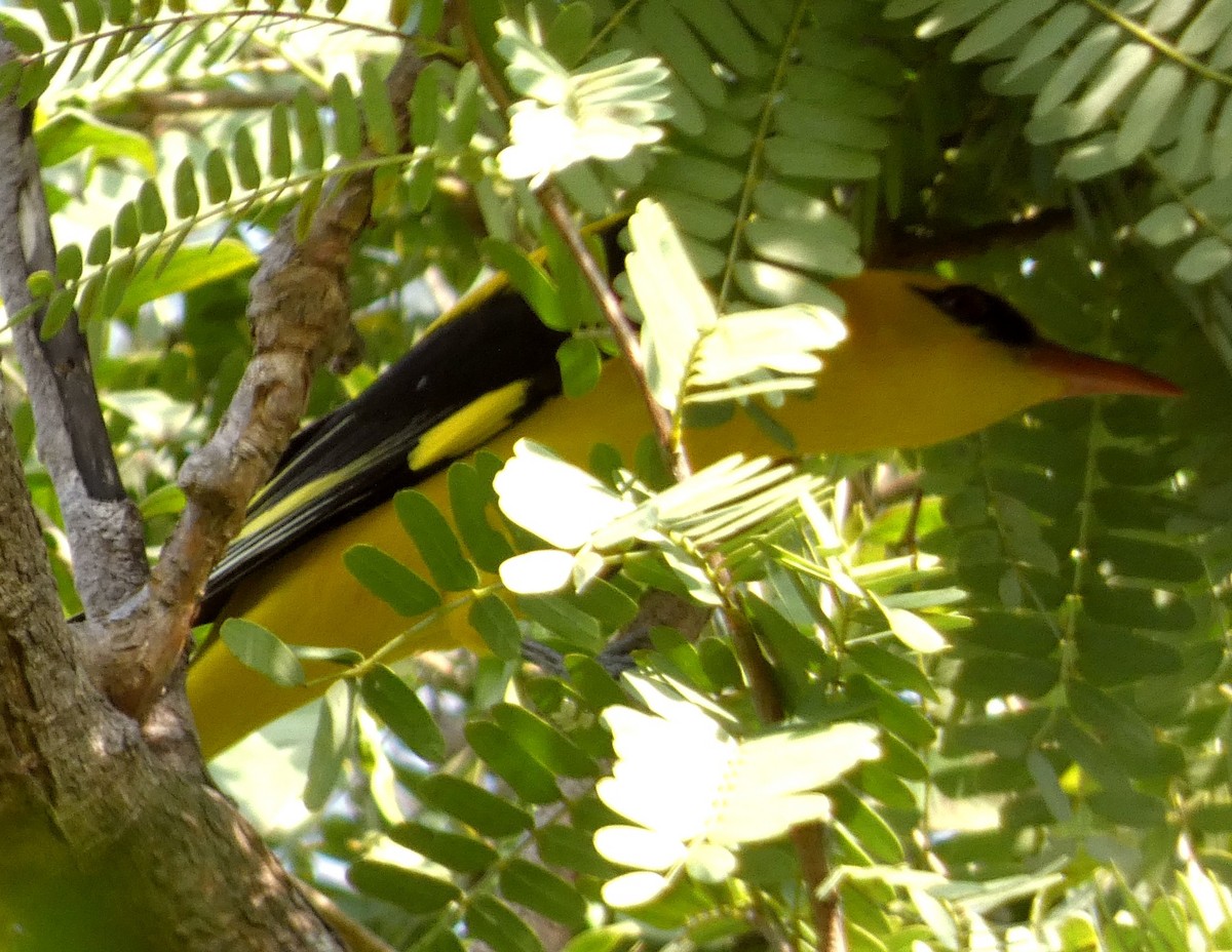 Indian Golden Oriole - ML613594987