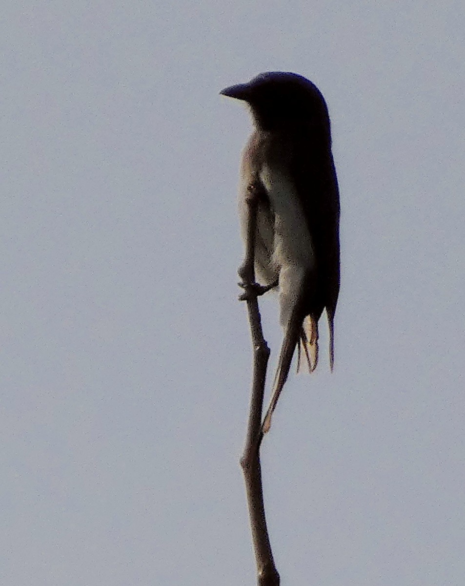 White-bellied Drongo - ML613594988