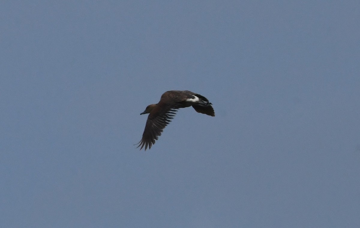 Fulvous Whistling-Duck - Suzanne Zuckerman