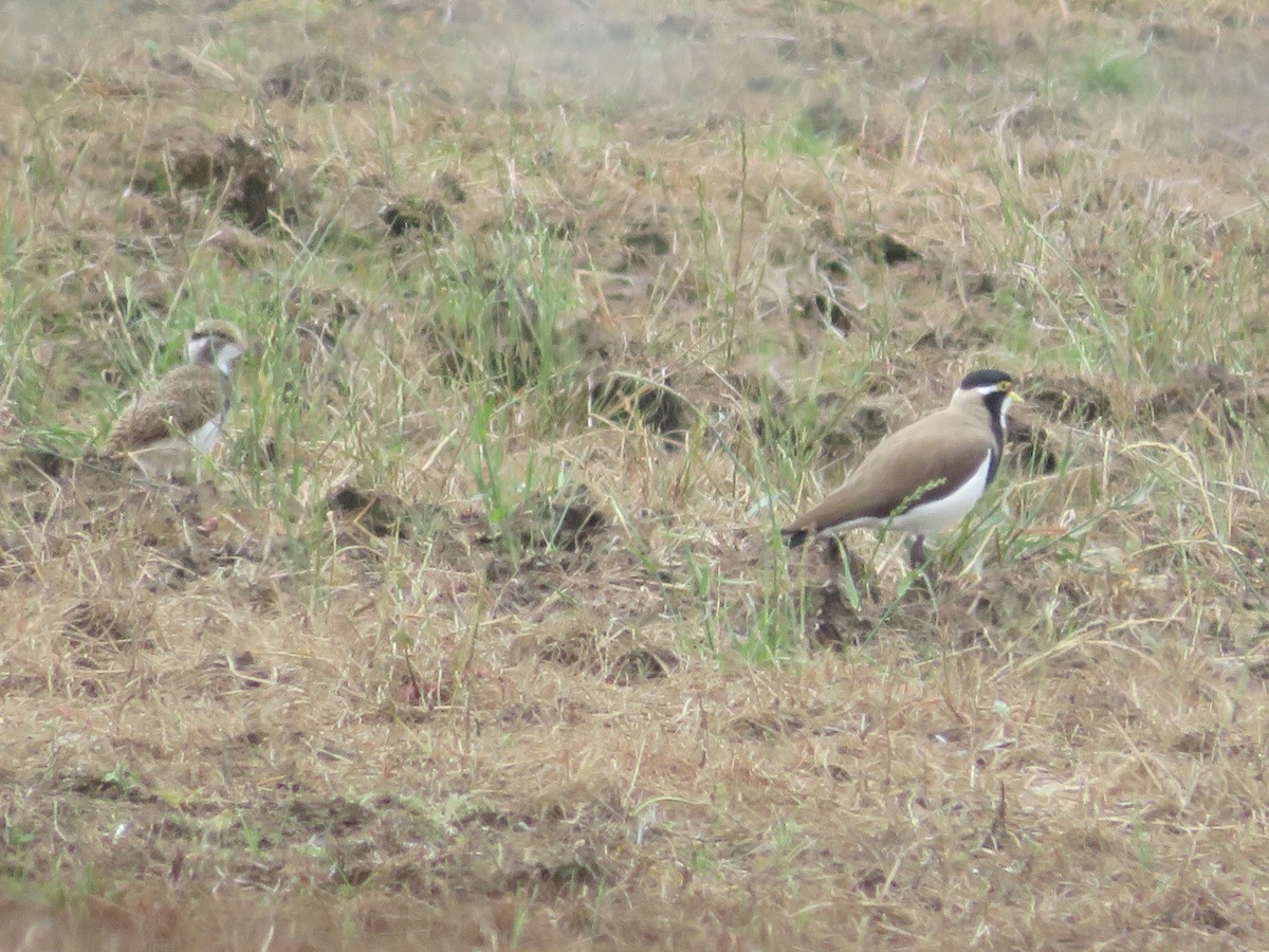Banded Lapwing - ML613595042