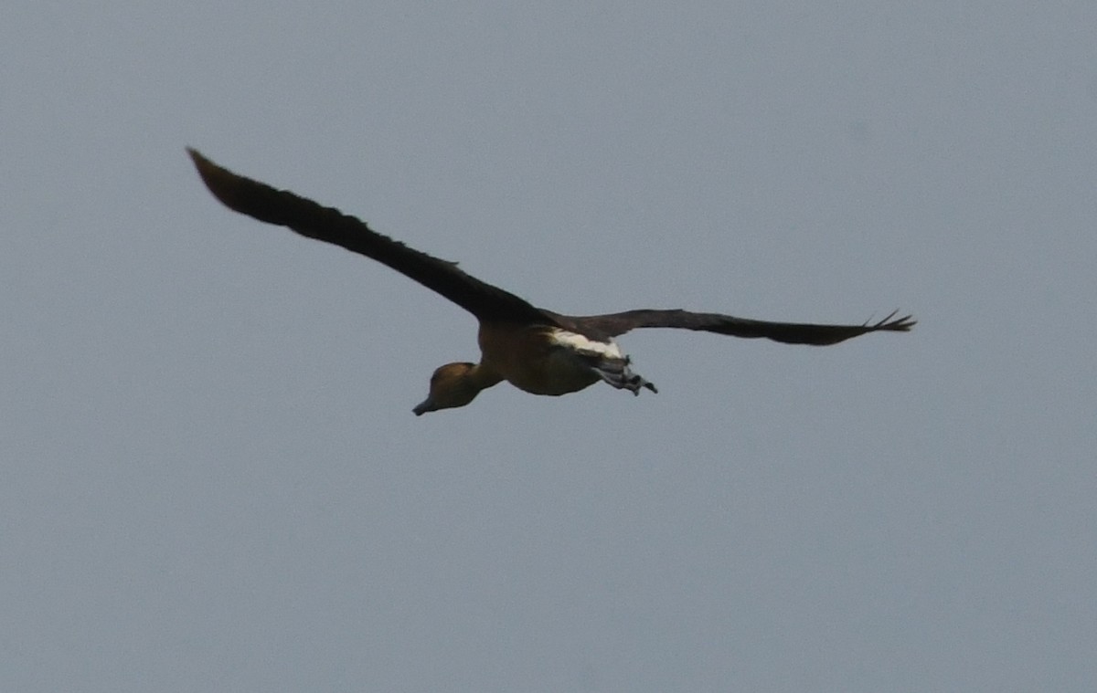 Fulvous Whistling-Duck - Suzanne Zuckerman