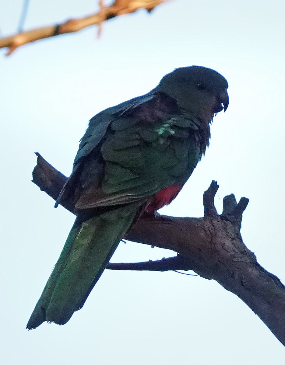 Avustralya Kral Papağanı - ML613595129