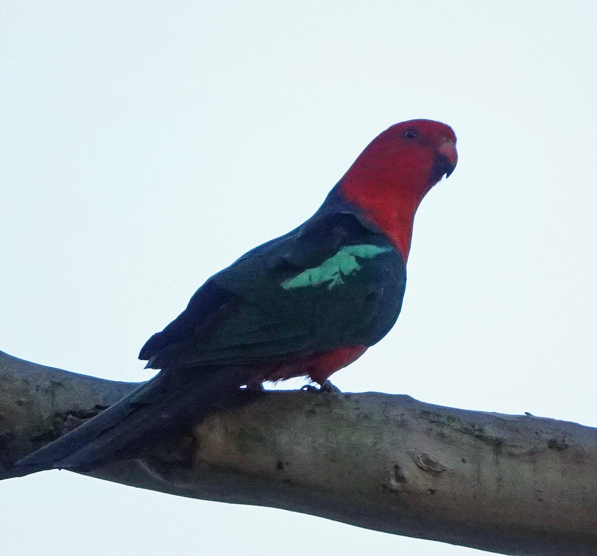 Avustralya Kral Papağanı - ML613595130