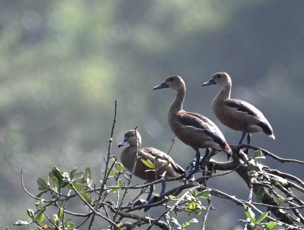 Lesser Whistling-Duck - ML613595281