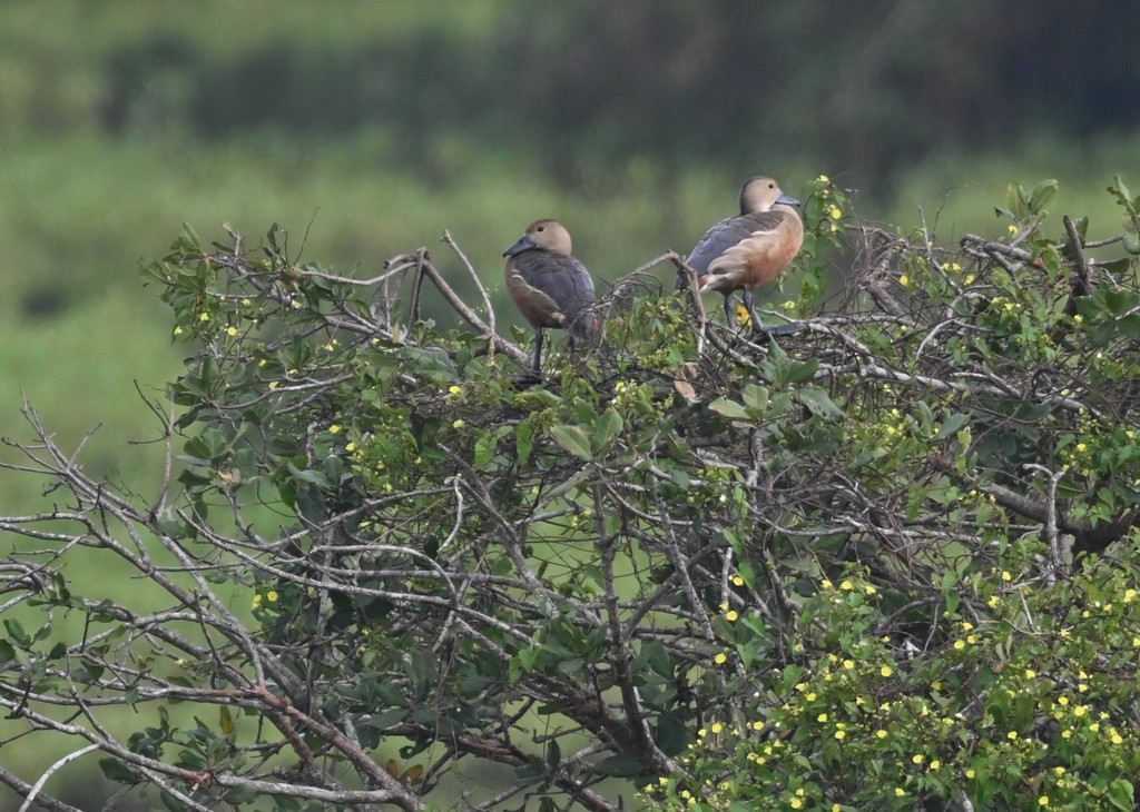 Lesser Whistling-Duck - ML613595283