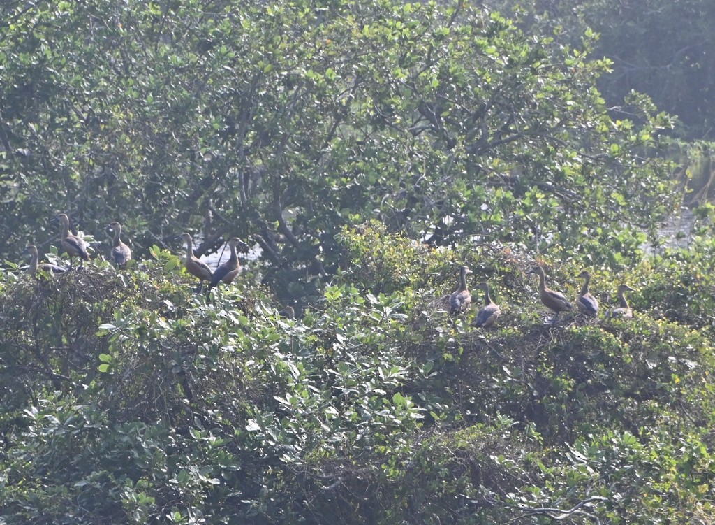 Lesser Whistling-Duck - ML613595292