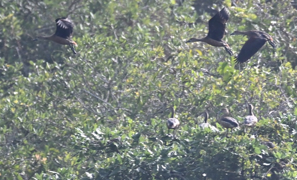 Lesser Whistling-Duck - ML613595293