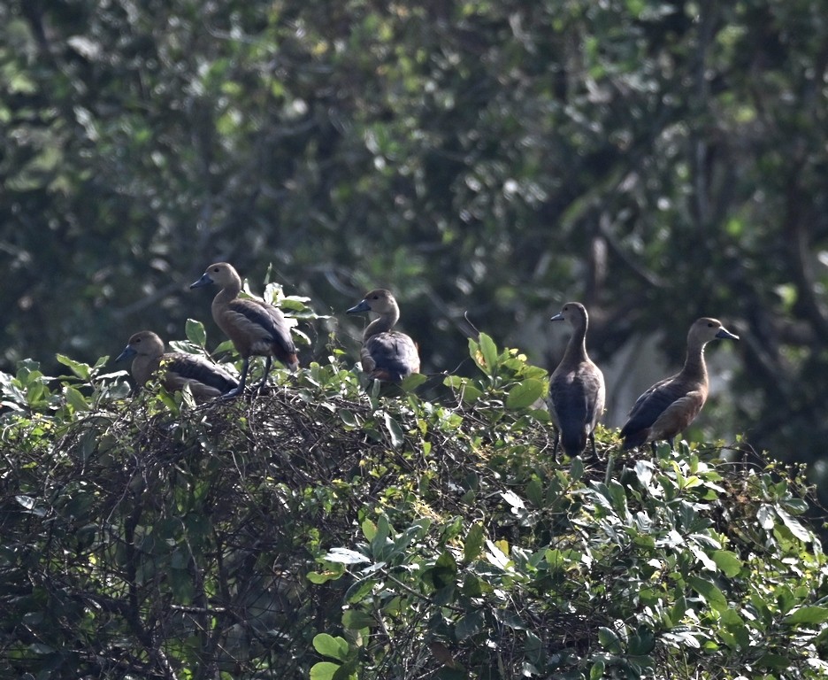 Lesser Whistling-Duck - ML613595294