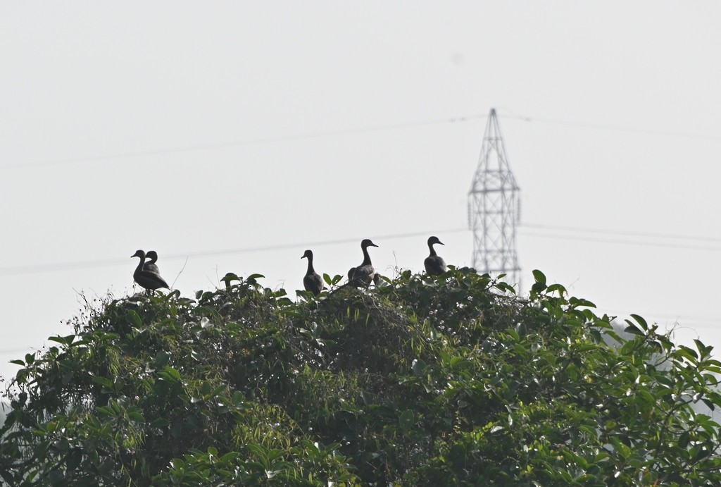 Lesser Whistling-Duck - ML613595297