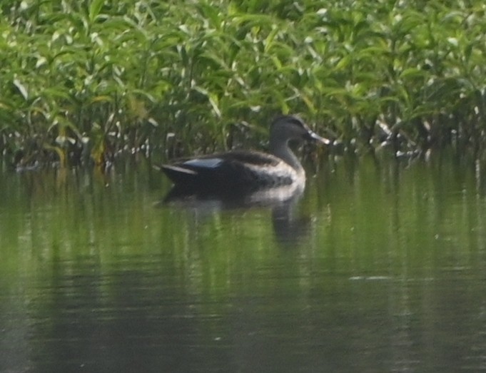 Indian Spot-billed Duck - ML613595314