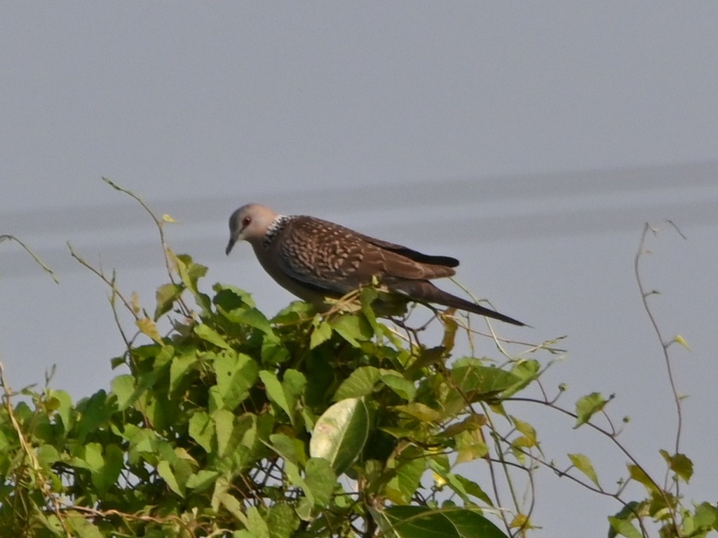 Spotted Dove - ML613595323