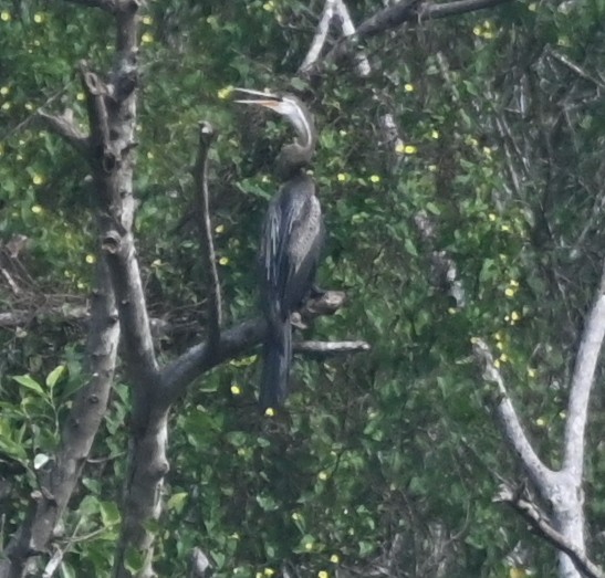 Oriental Darter - ML613595326