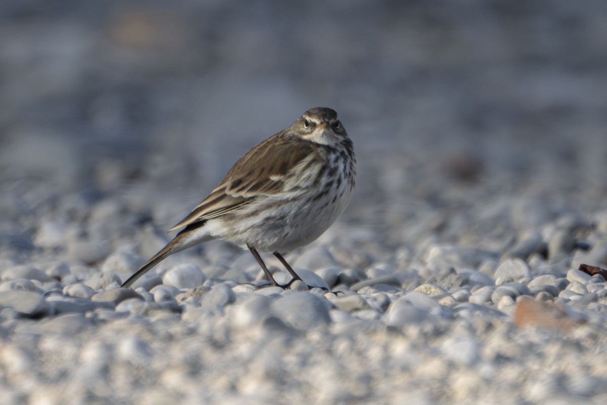 Water Pipit - ML613595327