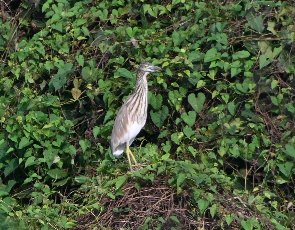 Indian Pond-Heron - ML613595329