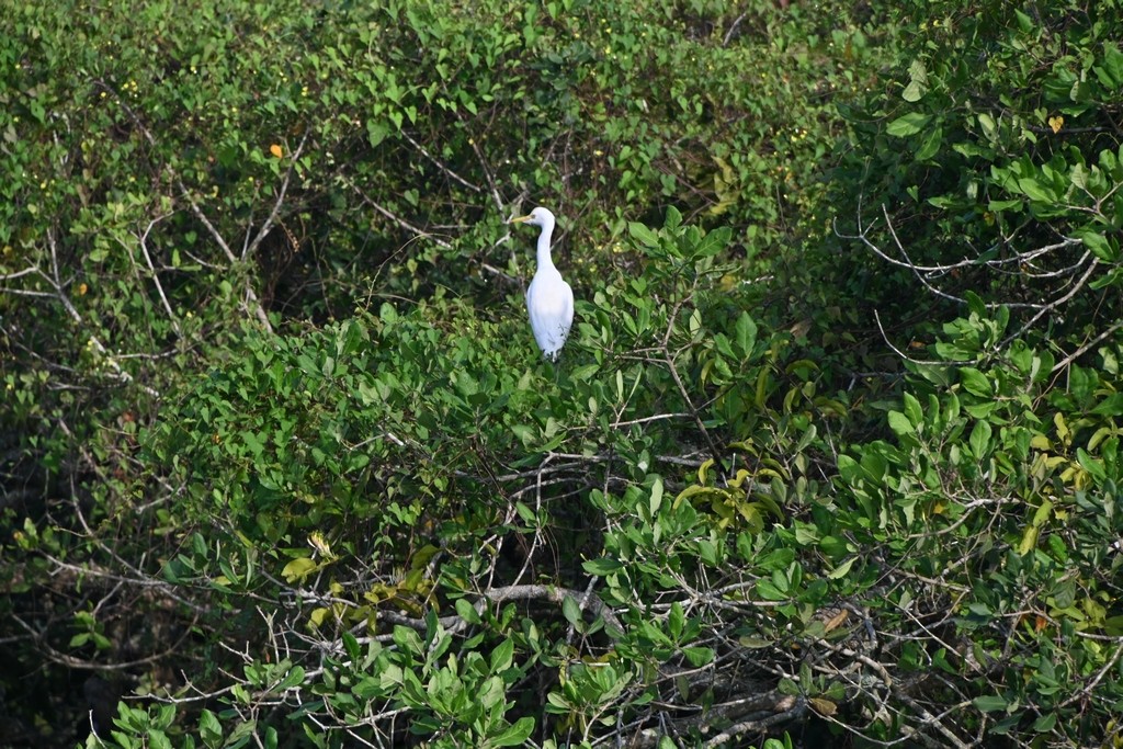 Eastern Cattle Egret - ML613595332