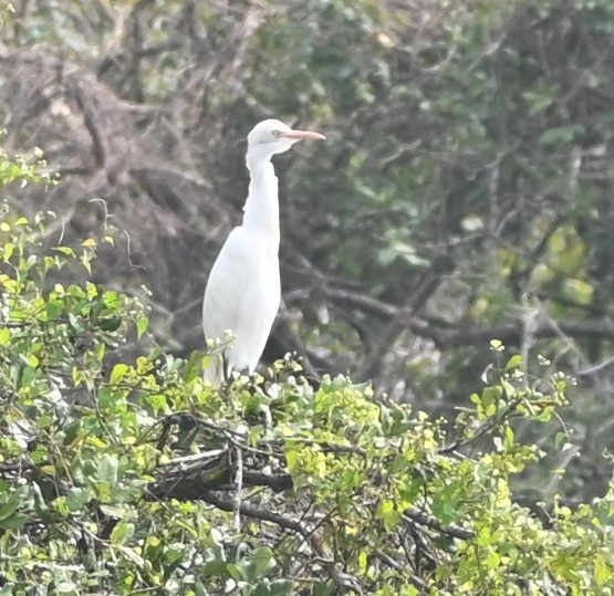 Eastern Cattle Egret - ML613595333