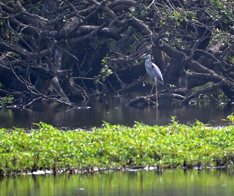 Gray Heron - ML613595338