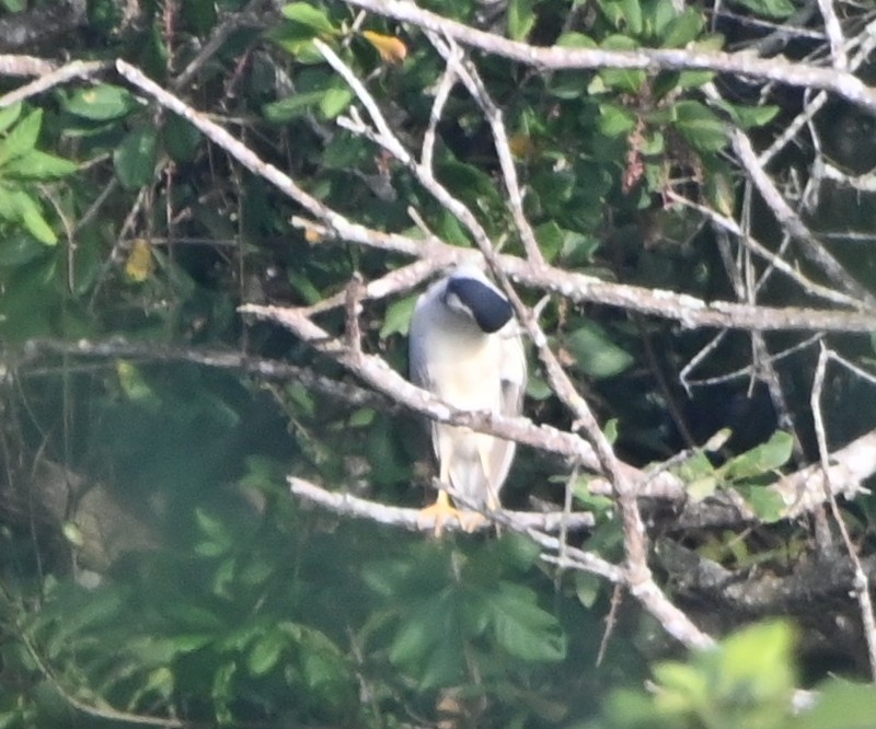 Black-crowned Night Heron - ML613595341