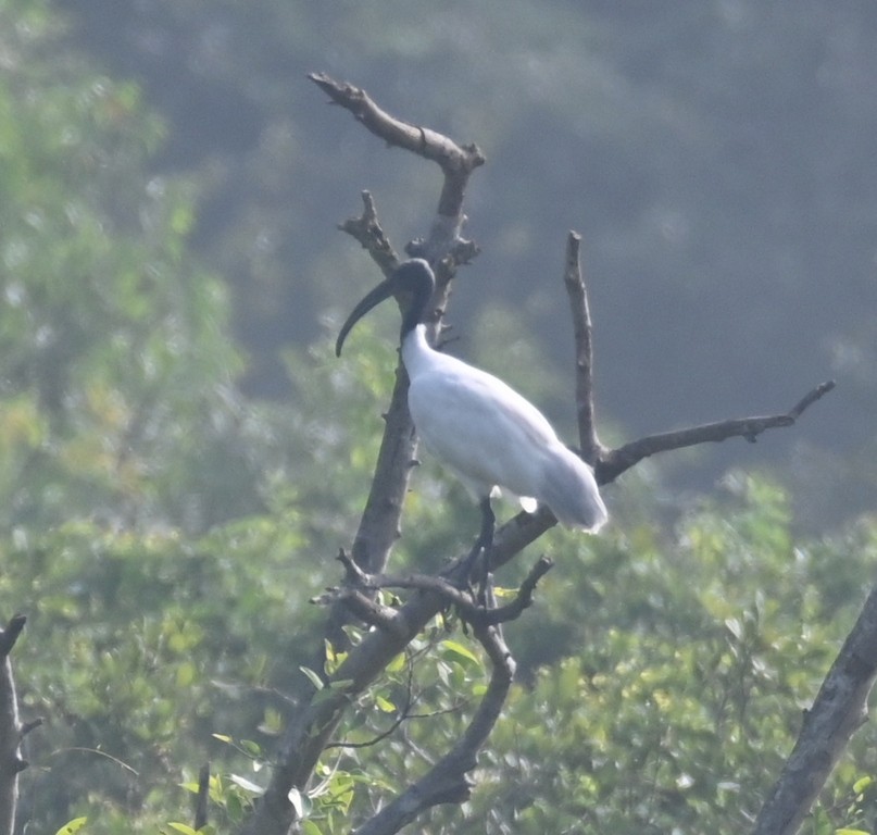 Black-headed Ibis - ML613595346