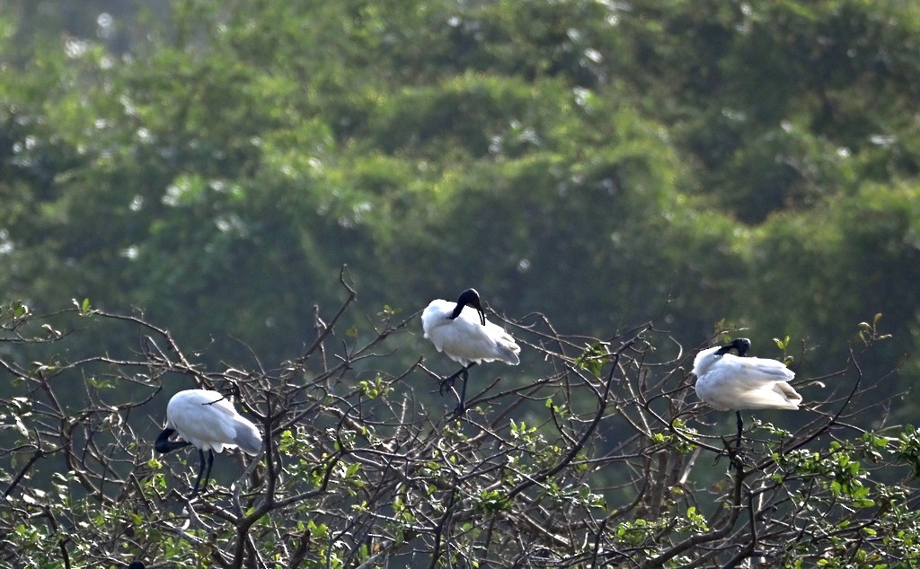 Black-headed Ibis - ML613595347