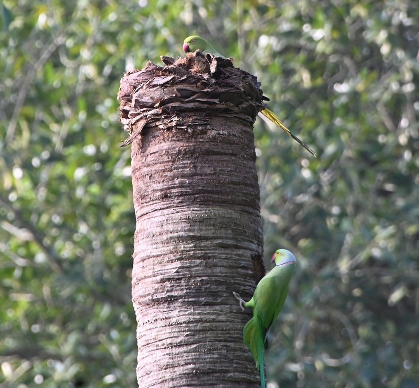 Rose-ringed Parakeet - ML613595348