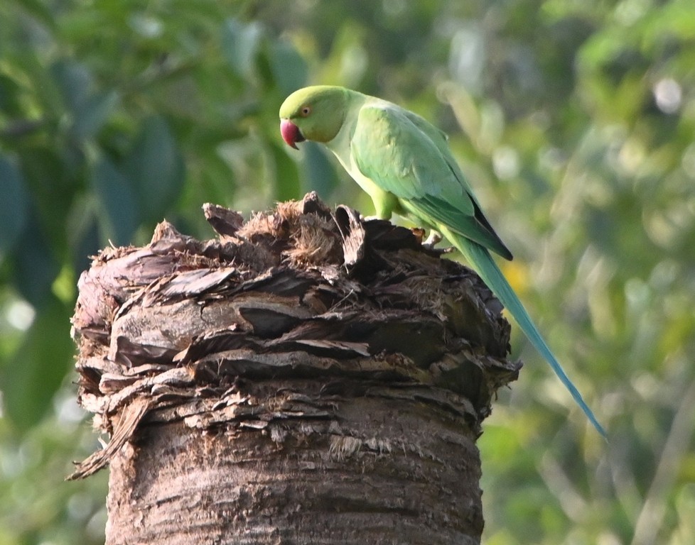 Rose-ringed Parakeet - ML613595349