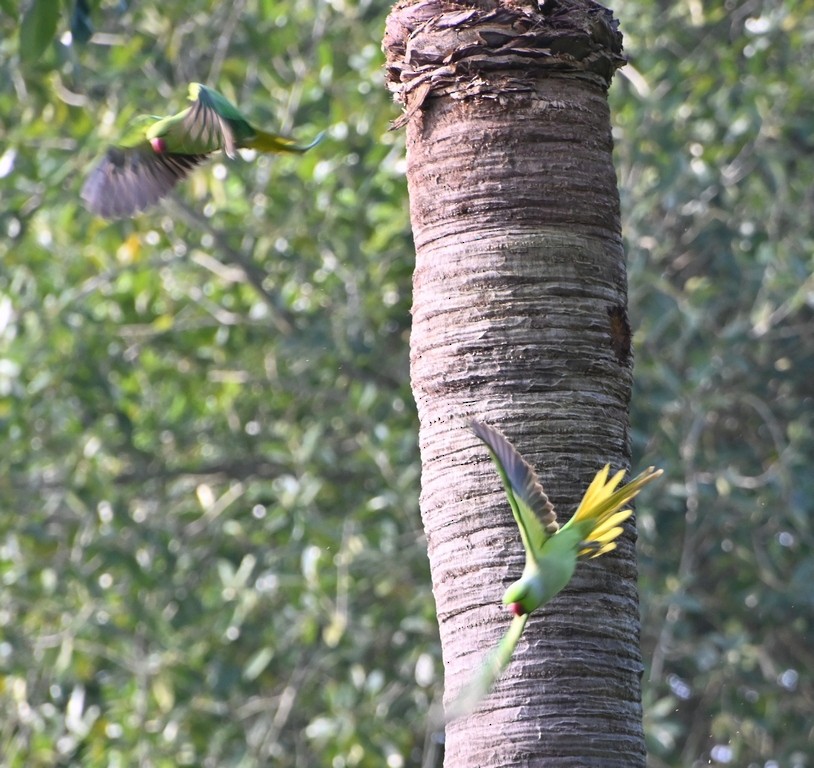 Rose-ringed Parakeet - ML613595350