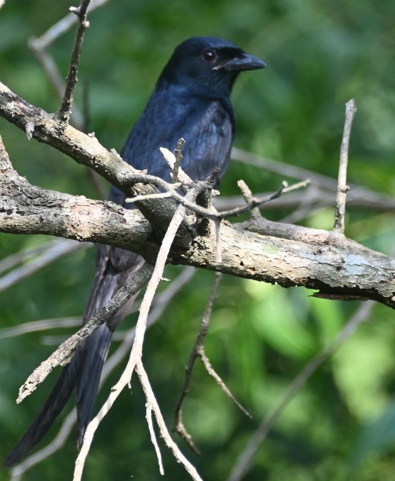 Black Drongo - ML613595352