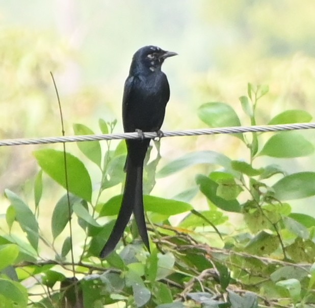 Black Drongo - ML613595353