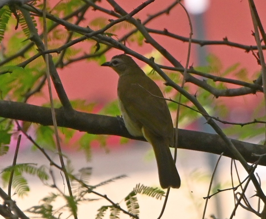 White-browed Bulbul - ML613595360