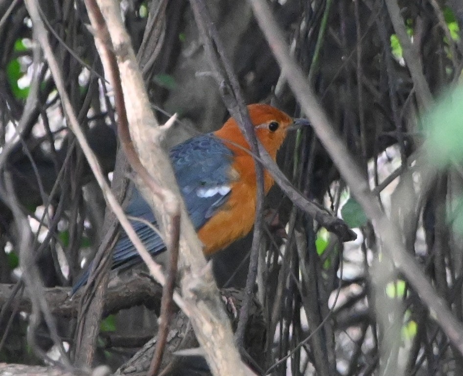 Orange-headed Thrush - ML613595372