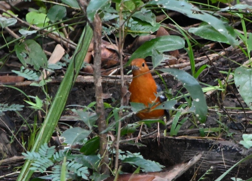 Orange-headed Thrush - ML613595373