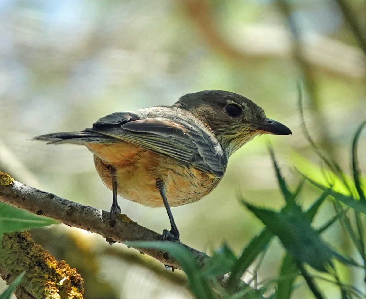 Rufous Whistler - Russell Scott