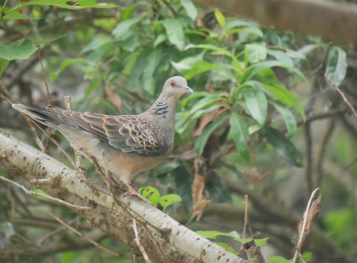 Oriental Turtle-Dove - ML613595379