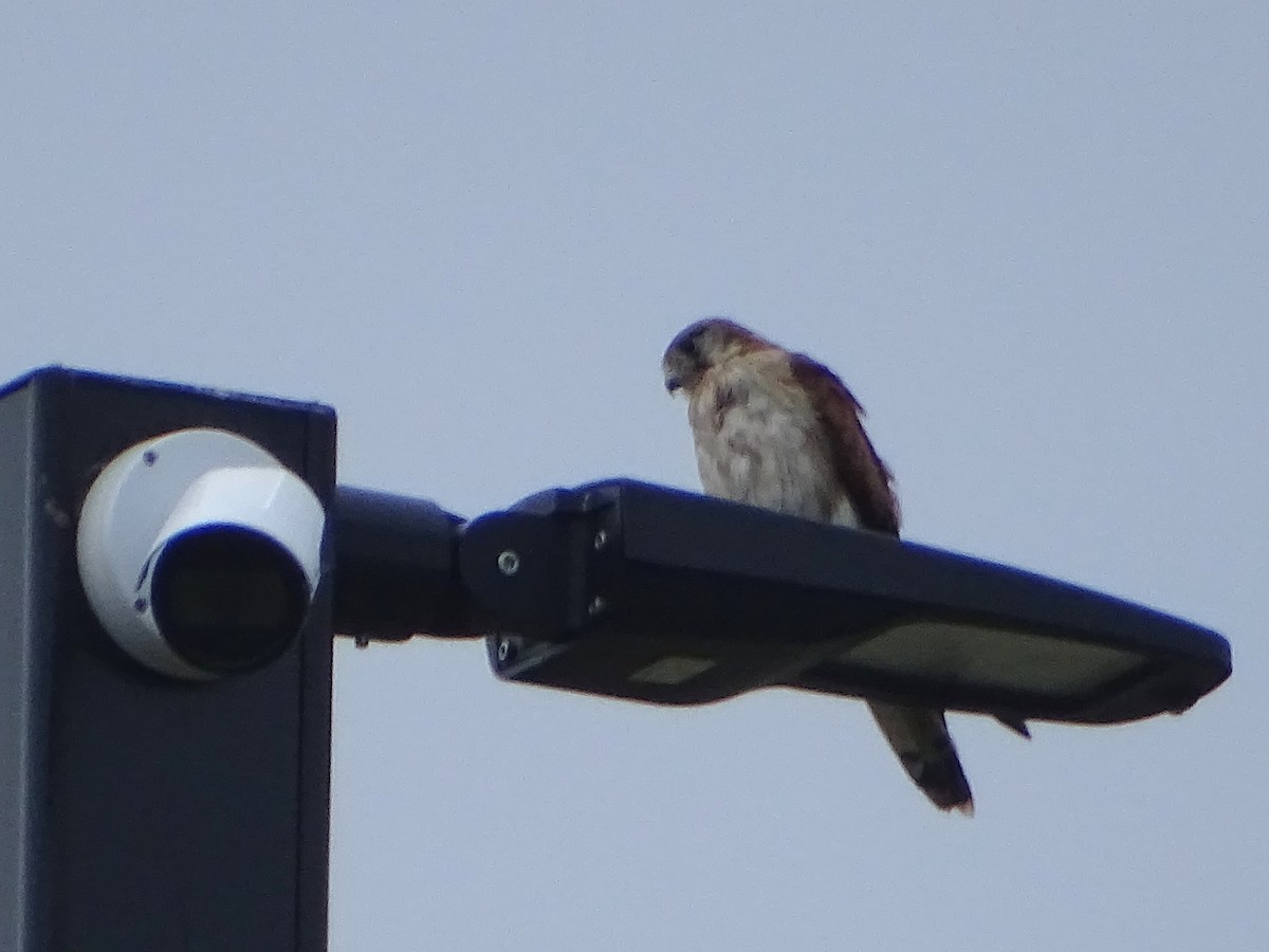 Nankeen Kestrel - ML613595407