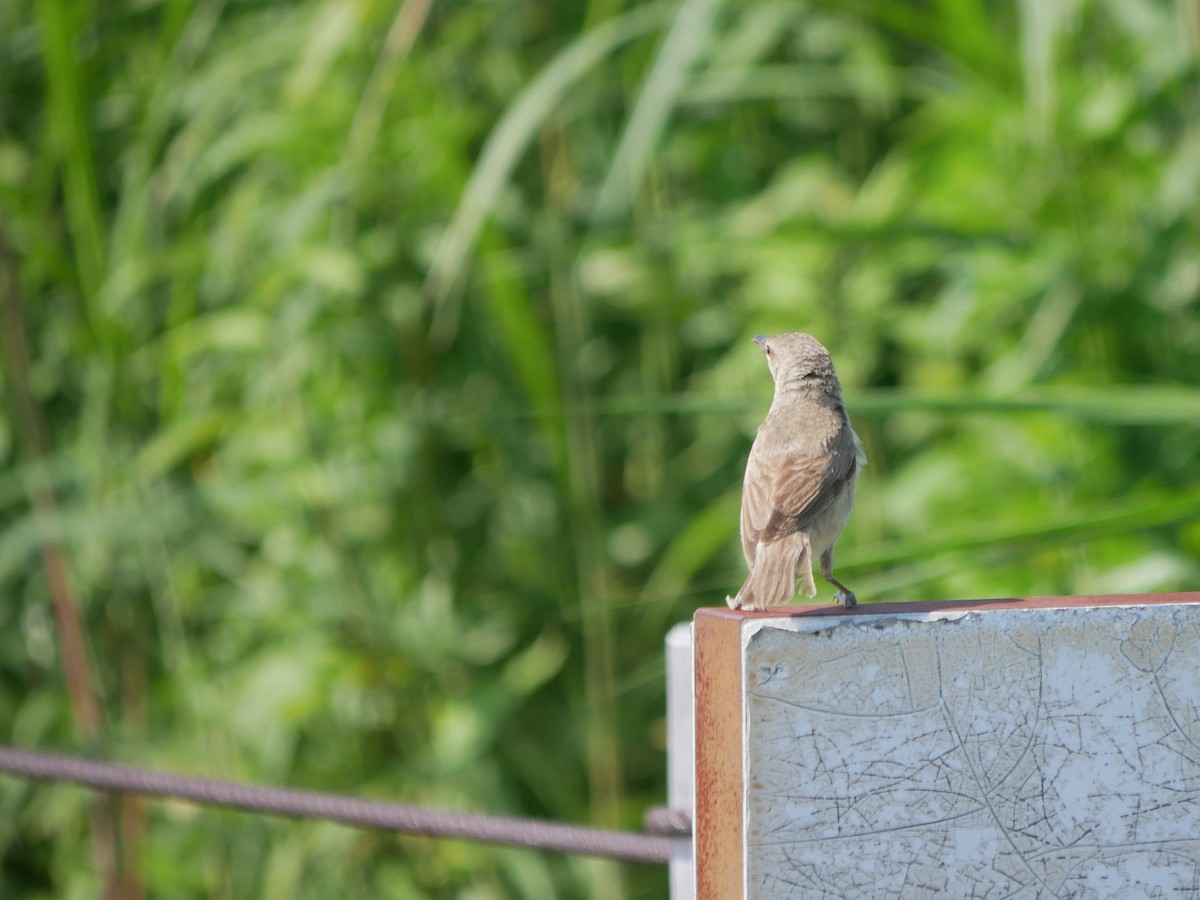 Oriental Reed Warbler - ML613595443