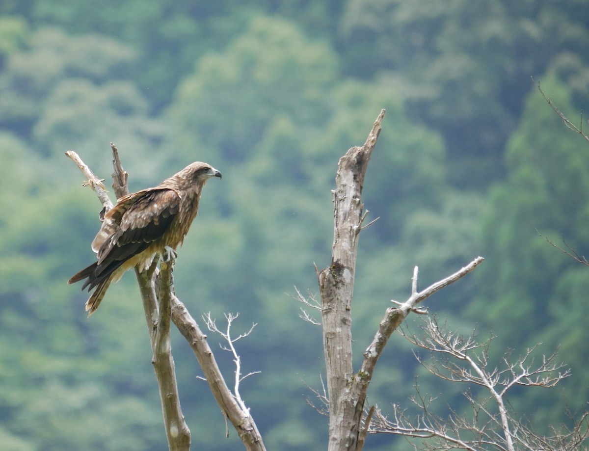 Black Kite - Kaylin Ingalls