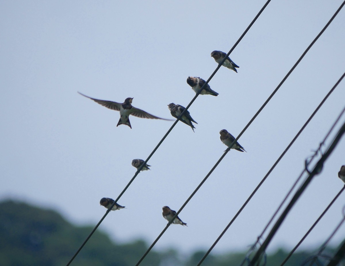 Barn Swallow - ML613595646