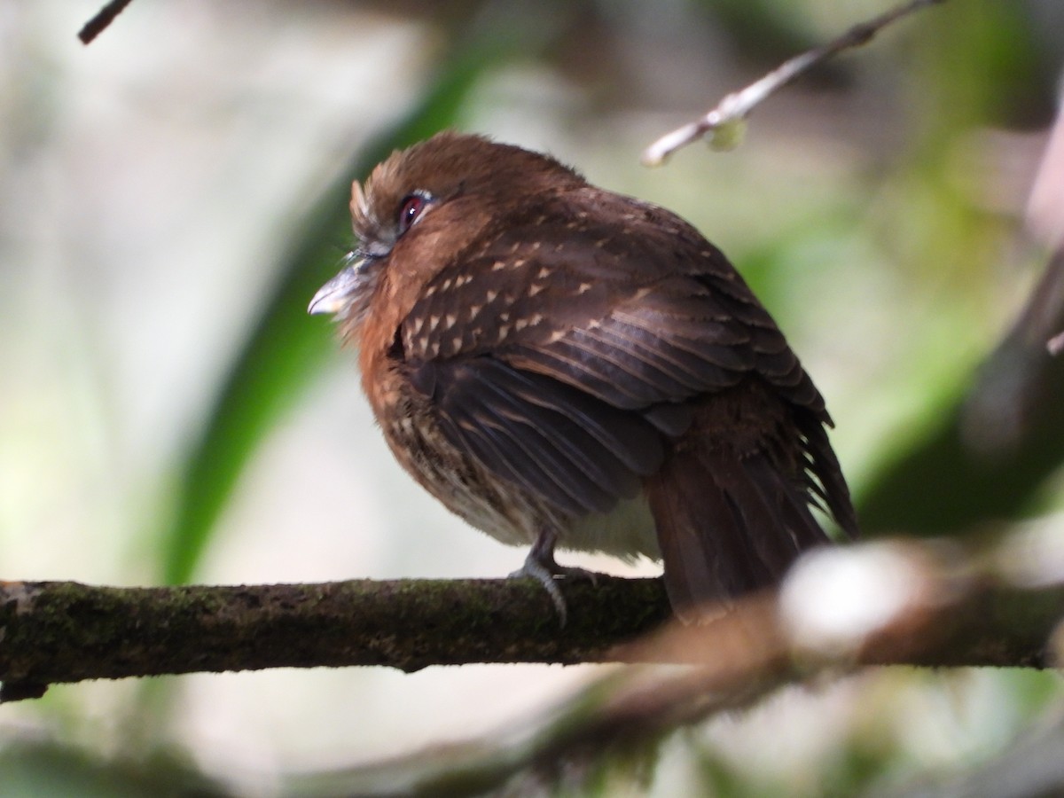 Moustached Puffbird - ML613595729