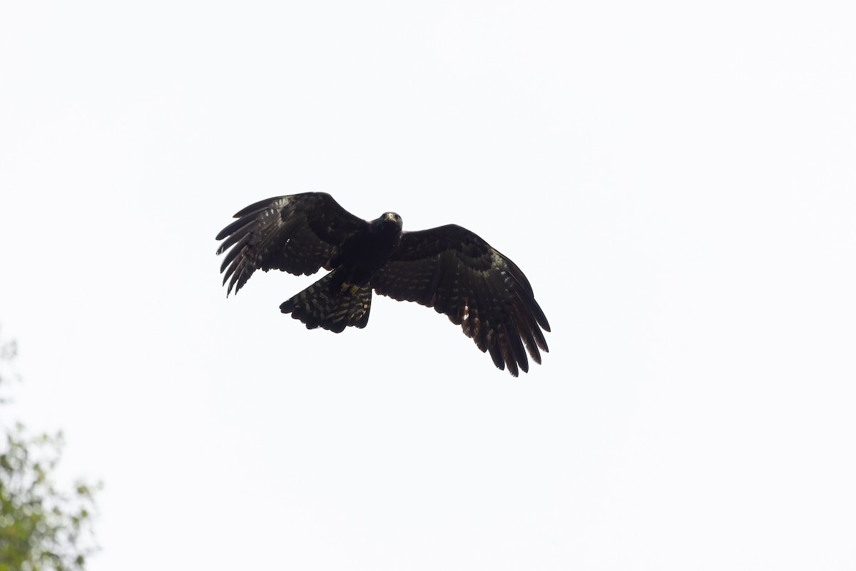 Black Eagle - ML613595757