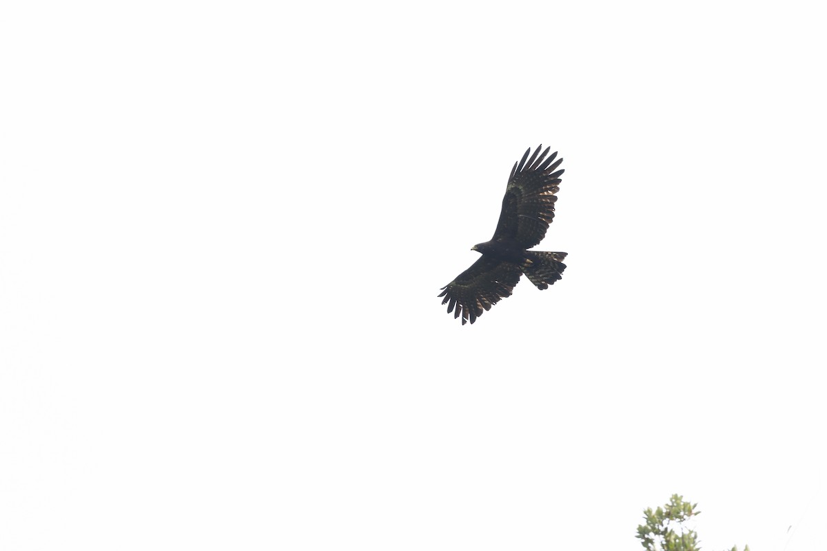 Black Eagle - ML613595758