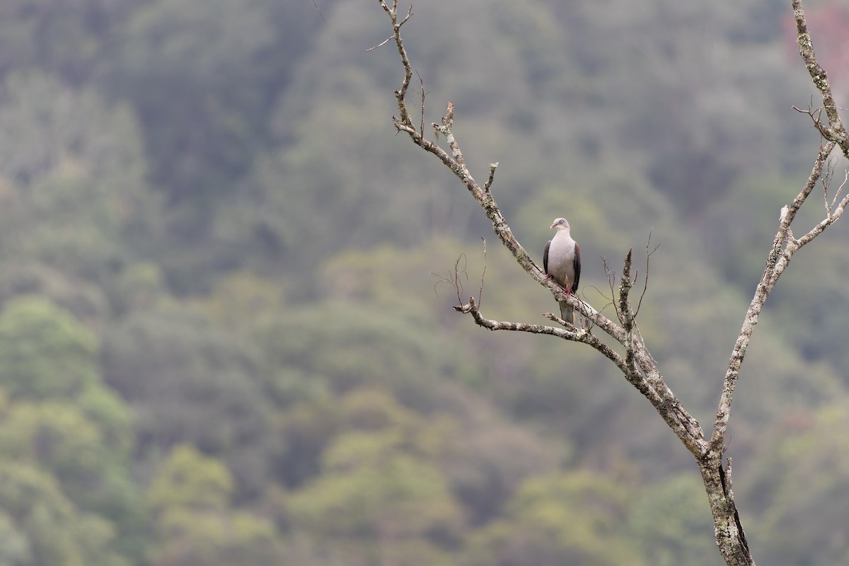 Mountain Imperial-Pigeon - ML613595764